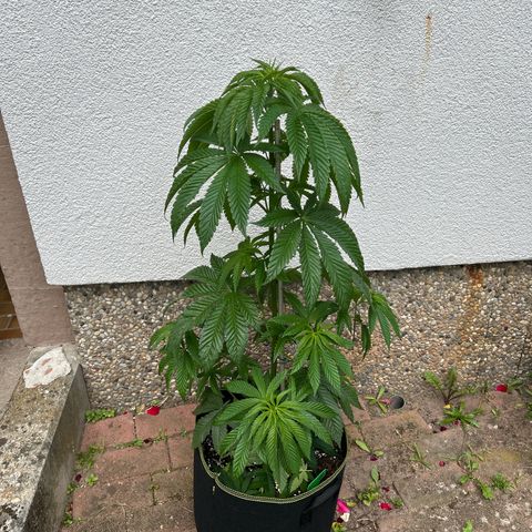Strawberry Cola Sherbet Fast Version growlog timeline photo