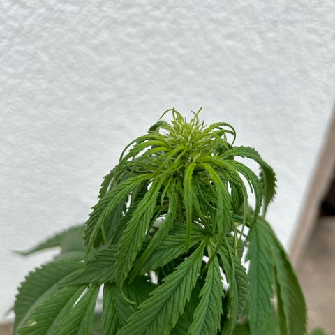 Jack Herer Automatic growlog timeline photo