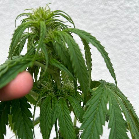 Jack Herer Automatic growlog timeline photo