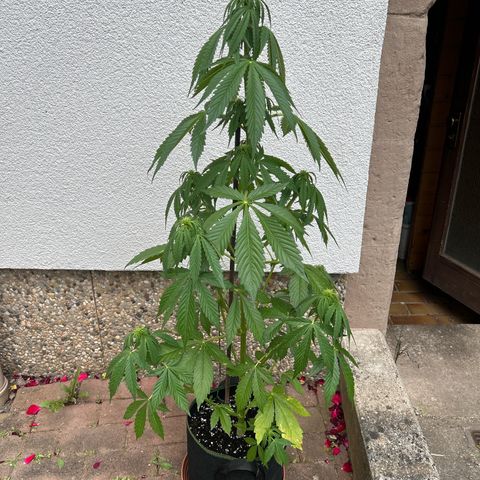 Jack Herer Automatic growlog timeline photo