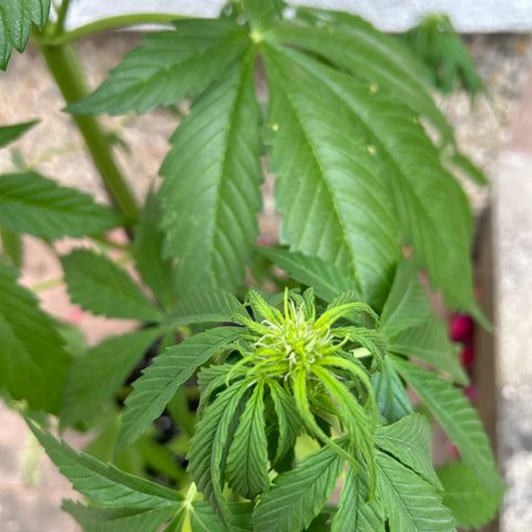 Jack Herer Automatic growlog timeline photo