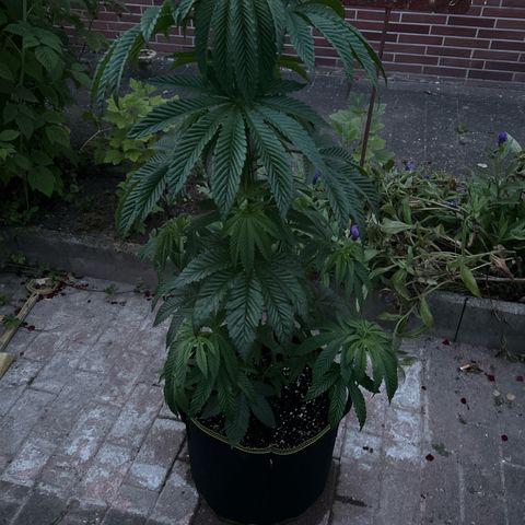 Strawberry Cola Sherbet Fast Version growlog timeline photo