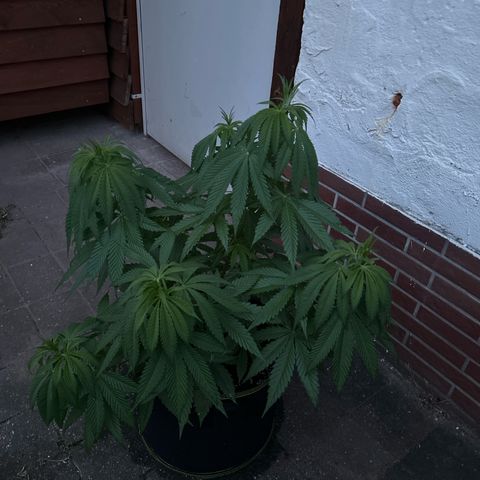 Strawberry Cola Sherbet Fast Version growlog timeline photo