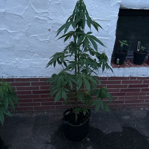 Jack Herer Automatic growlog timeline photo