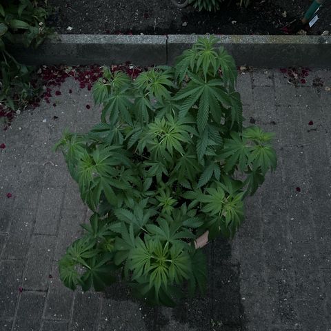 Ayahuasca Purple growlog timeline photo