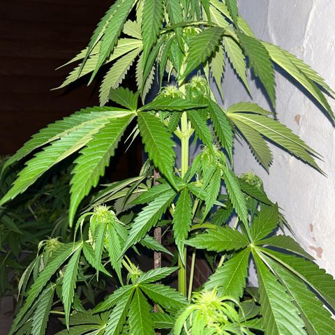 Jack Herer Automatic growlog timeline photo