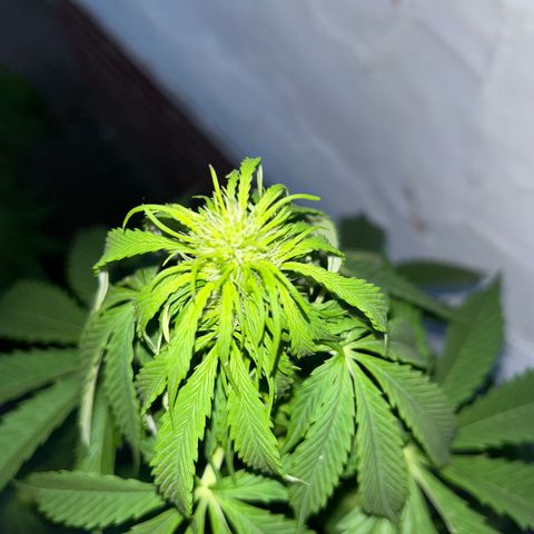 Jack Herer Automatic growlog timeline photo