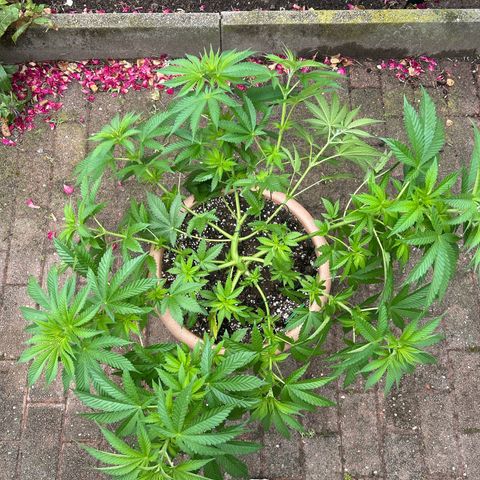 Ayahuasca Purple growlog timeline photo