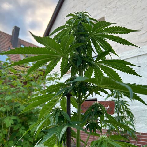 Jack Herer Automatic growlog timeline photo