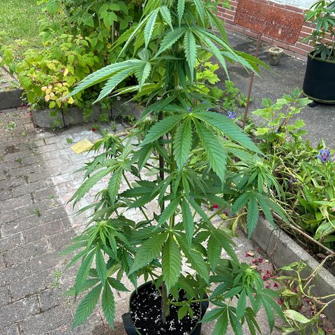 Jack Herer Automatic growlog timeline photo