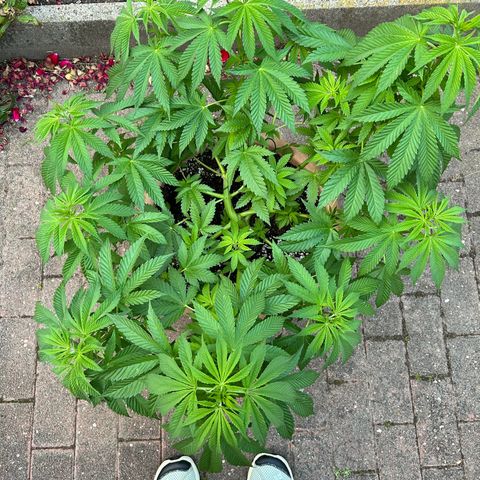 Ayahuasca Purple growlog timeline photo