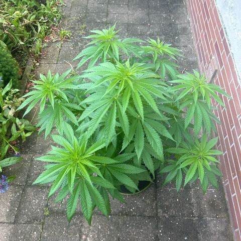 Strawberry Cola Sherbet Fast Version growlog timeline photo