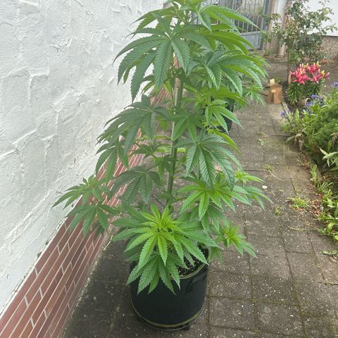 Strawberry Cola Sherbet Fast Version growlog timeline photo