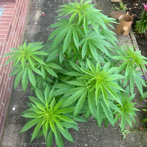 Strawberry Cola Sherbet Fast Version growlog timeline photo
