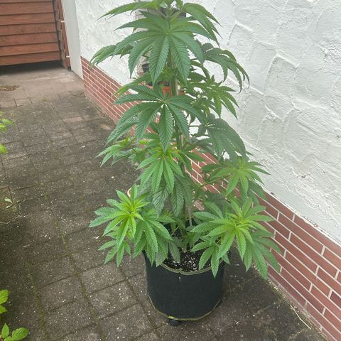 Strawberry Cola Sherbet Fast Version growlog timeline photo