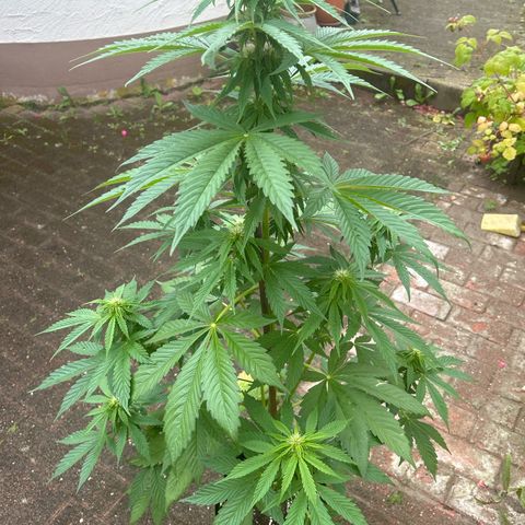 Jack Herer Automatic growlog timeline photo