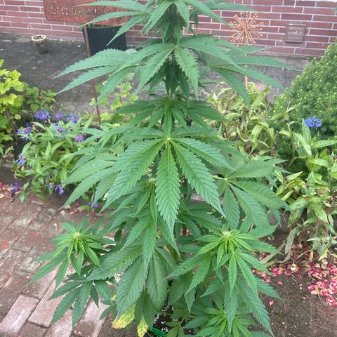 Jack Herer Automatic growlog timeline photo
