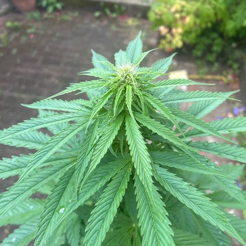 Jack Herer Automatic growlog timeline photo