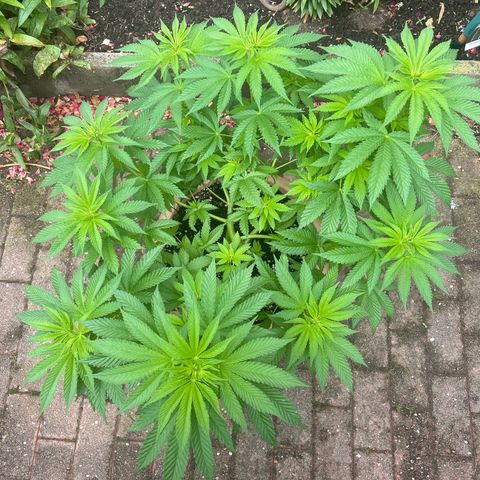 Ayahuasca Purple growlog timeline photo