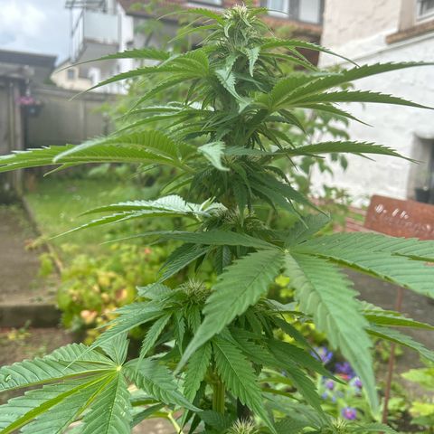 Jack Herer Automatic growlog timeline photo