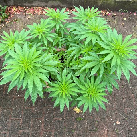 Ayahuasca Purple growlog timeline photo