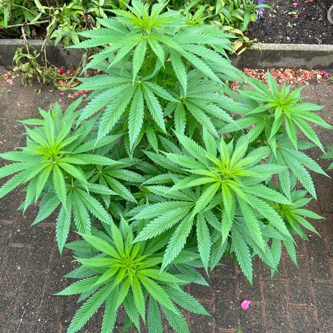 Strawberry Cola Sherbet Fast Version growlog timeline photo
