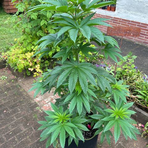 Strawberry Cola Sherbet Fast Version growlog timeline photo