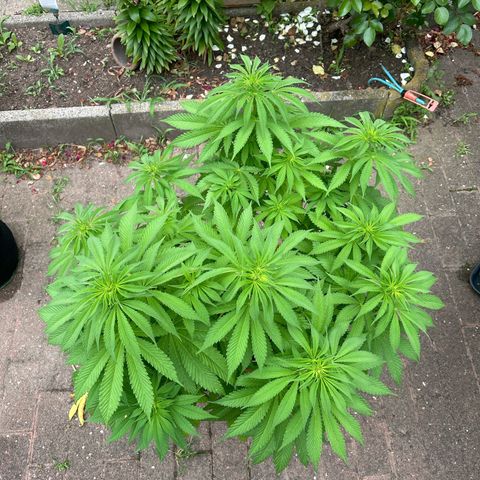 Ayahuasca Purple growlog timeline photo
