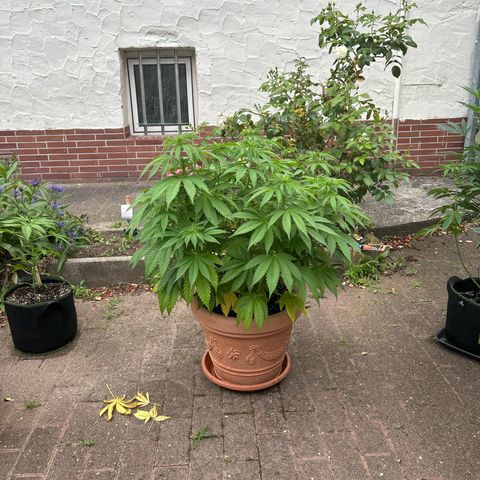 Ayahuasca Purple growlog timeline photo