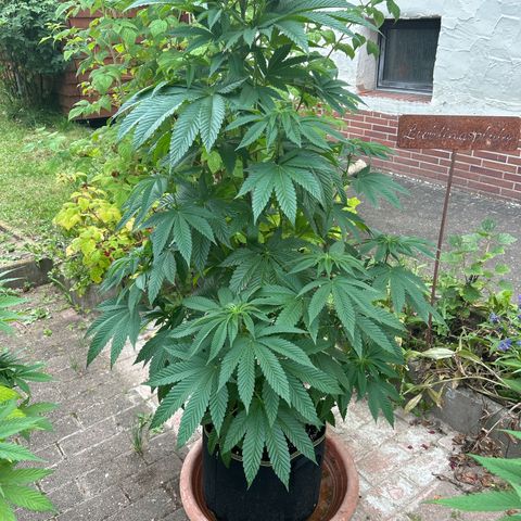 Strawberry Cola Sherbet Fast Version growlog timeline photo
