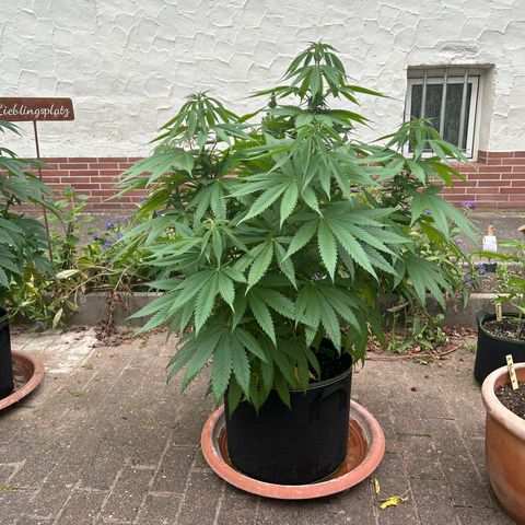 Strawberry Cola Sherbet Fast Version growlog timeline photo