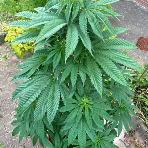 Strawberry Cola Sherbet Fast Version growlog timeline photo