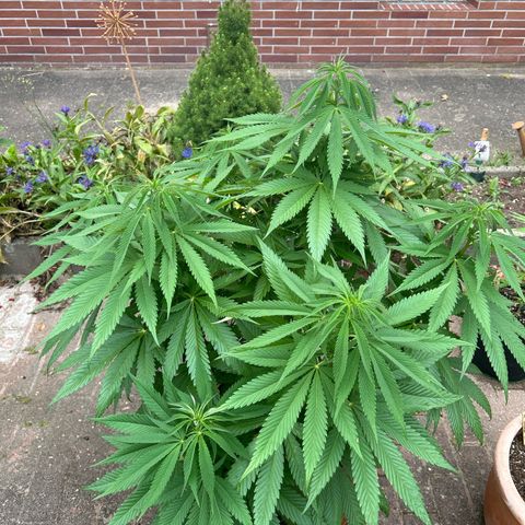 Strawberry Cola Sherbet Fast Version growlog timeline photo