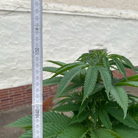 Strawberry Cola Sherbet Fast Version growlog timeline photo