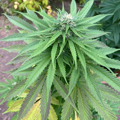 Jack Herer Automatic growlog timeline photo