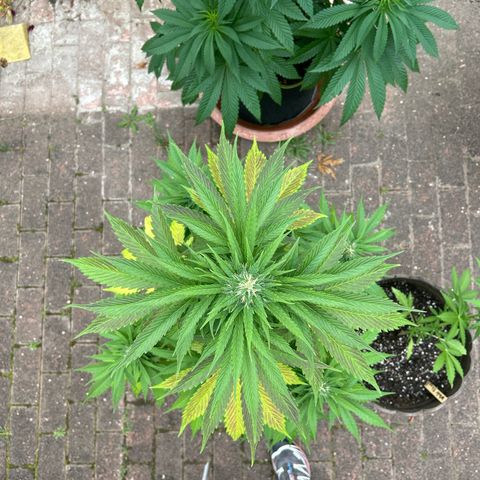 Jack Herer Automatic growlog timeline photo