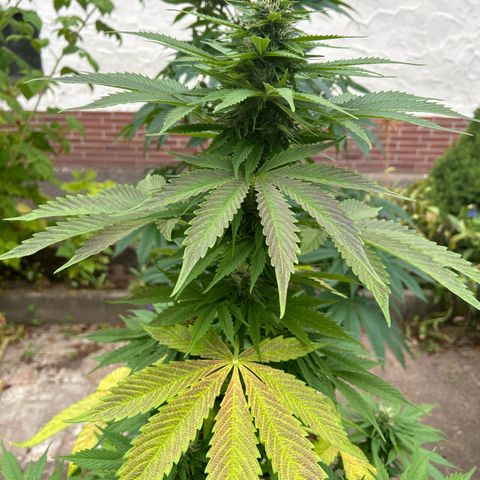 Jack Herer Automatic growlog timeline photo