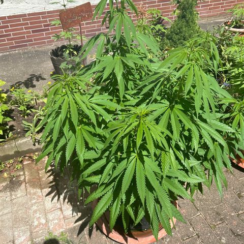 Strawberry Cola Sherbet Fast Version growlog timeline photo