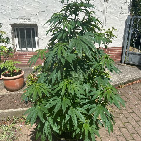 Strawberry Cola Sherbet Fast Version growlog timeline photo