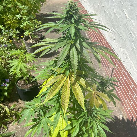 Jack Herer Automatic growlog timeline photo