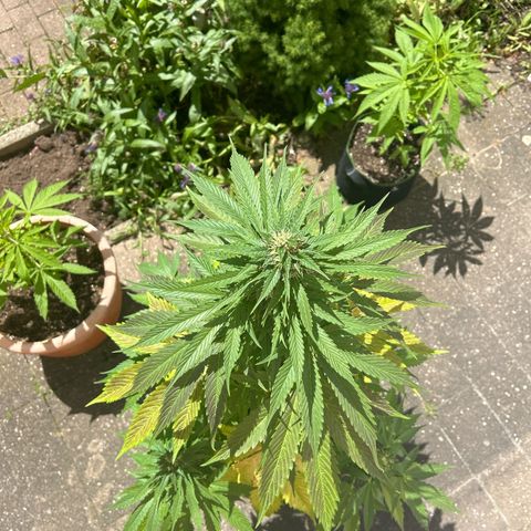 Jack Herer Automatic growlog timeline photo