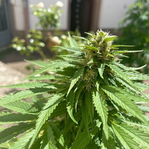 Jack Herer Automatic growlog timeline photo