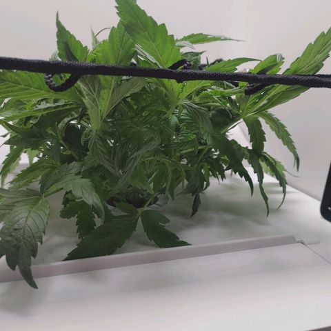 Gorilla Glue 4 growlog photo: Lil trimmy trim-trim