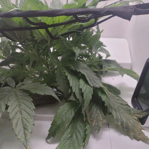 Gorilla Glue 4 growlog photo: Lil trimmy trim-trim