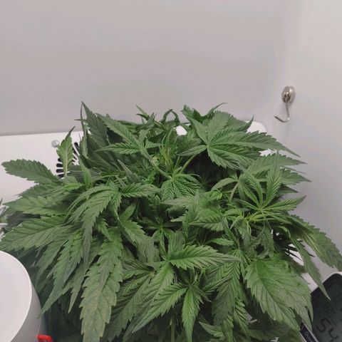 Gorilla Glue 4 growlog timeline photo