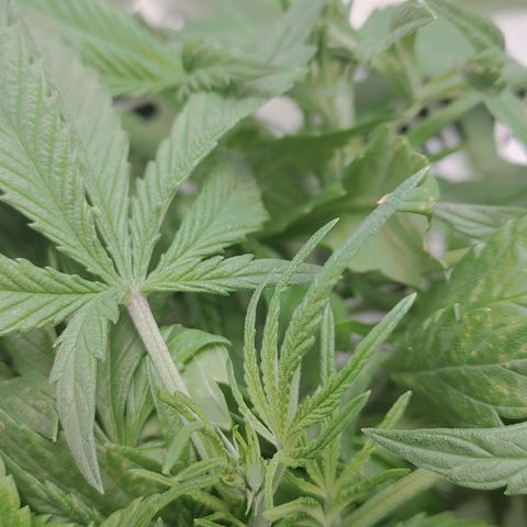 Gorilla Glue 4 growlog timeline photo