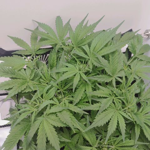 Gorilla Glue 4 growlog photo: Quick bounce back after defoliation round 2