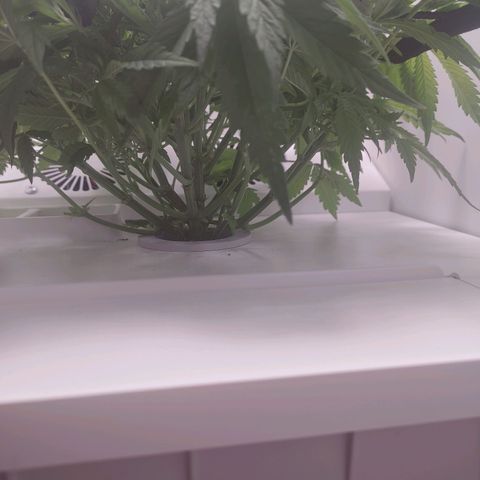 Gorilla Glue 4 growlog photo: Defoliation + reinstated scrog net 