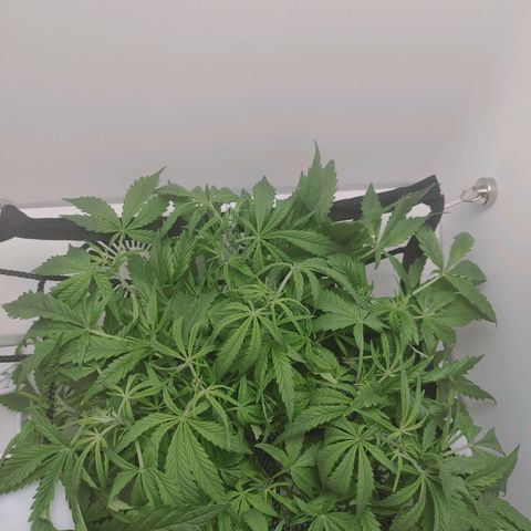 Gorilla Glue 4 growlog photo: Defoliation + reinstated scrog net 