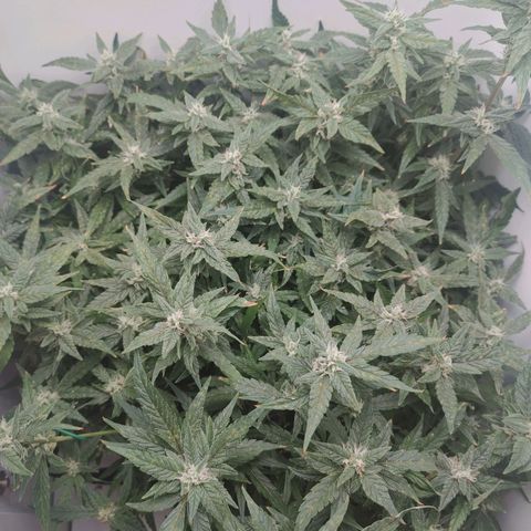 Gorilla Glue 4 growlog photo: Final stretch